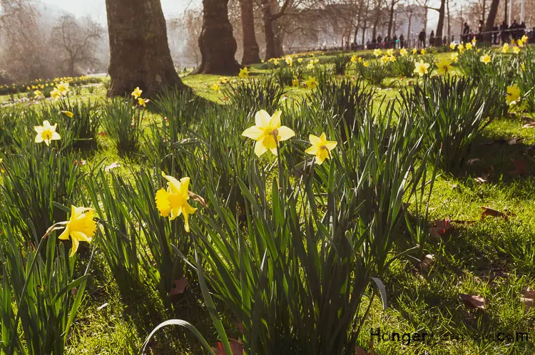 London Parks Daffodil