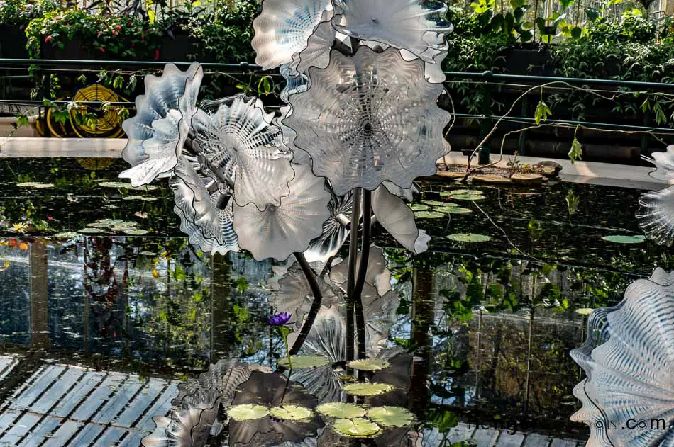 White Glass by Chihuly Kew Lily hse. Ethhereal White Persian Pond