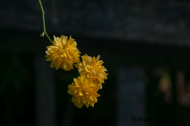 Japonica Kerria Japanese Garden Holland Park yellow pompom blossom