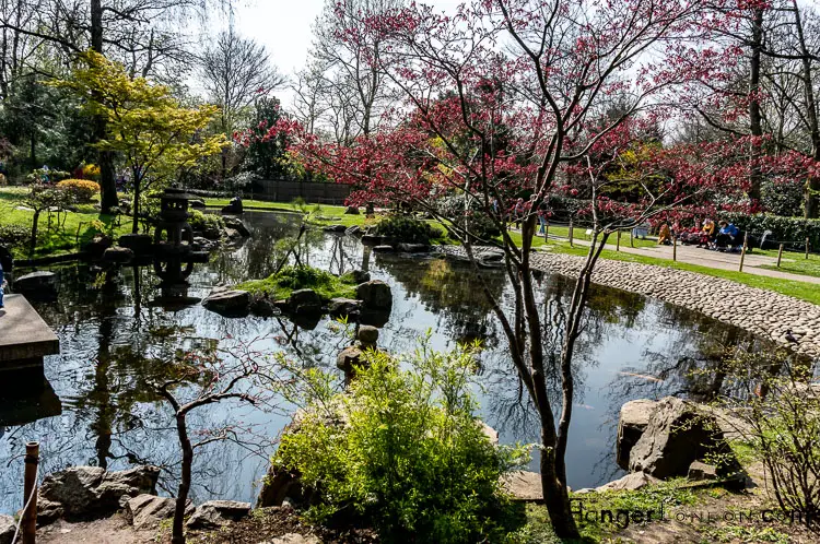 Kyoto Garden Holland park water trees, blossoms, fish tranquility