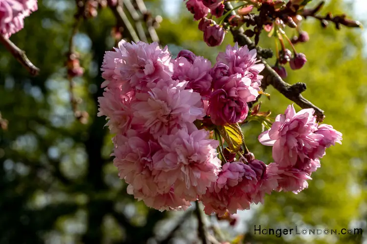 Pink cherry Blossoms Holland Park