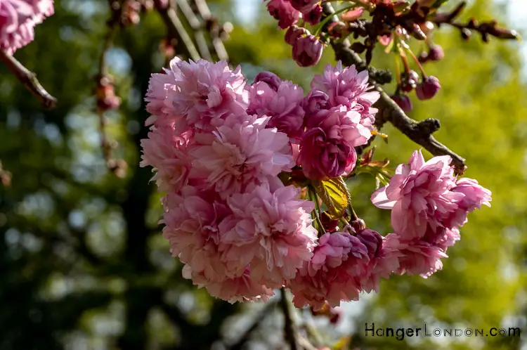 The Untold Story of Holland Park: A History Beyond the Crown 14 Pink cherry Blossoms Holland Park