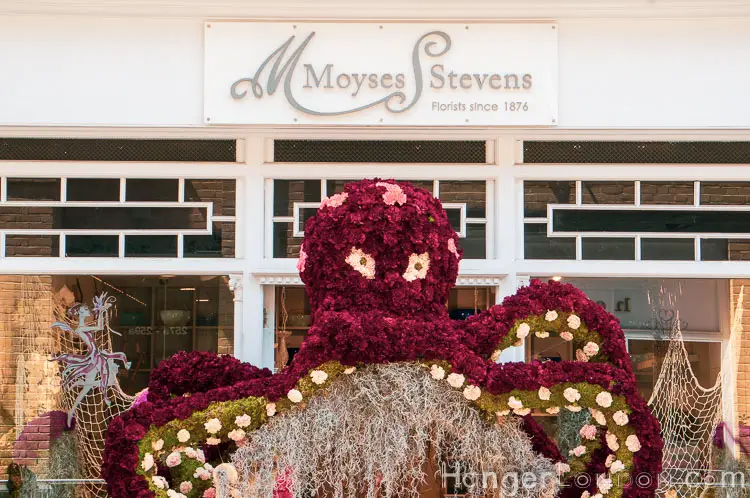 The definitive list of all 88 entries at RHS Chelsea in Bloom 2019 Flower Show 88 Chelsea in Bloom Moyses Stevens