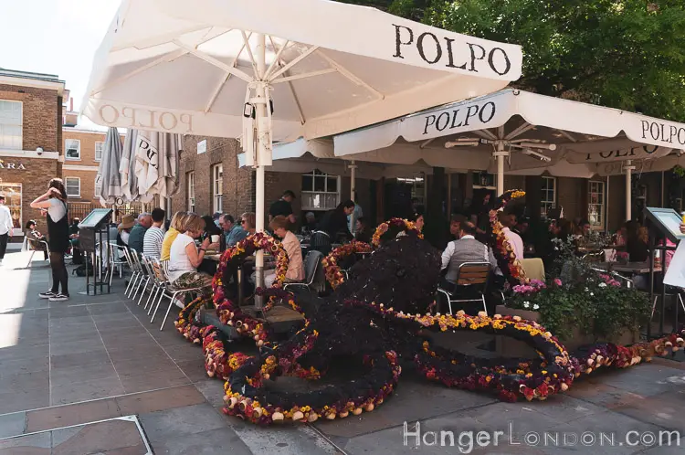 The definitive list of all 88 entries at RHS Chelsea in Bloom 2019 Flower Show 54 Octopus Polpo in bloom