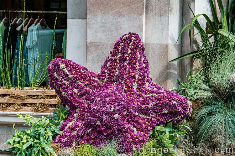 Chelsea in bloom star